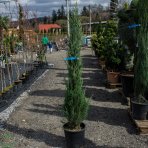 Borievka viržínska (Juniperus virginiana) ´MOONGLOW´ - výška 150-180 cm, kont. C18L